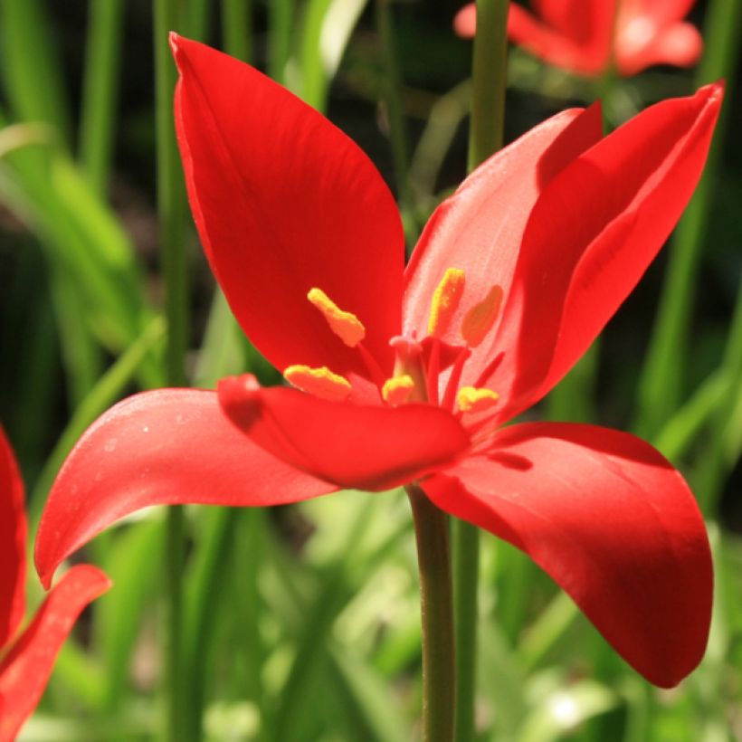 Tulipa sprengeri - Sprengers Tulpe (Blüte)