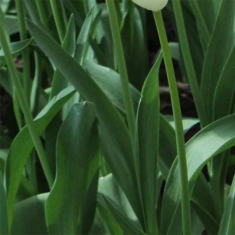 Triumph-Tulpe White Proud (Laub)