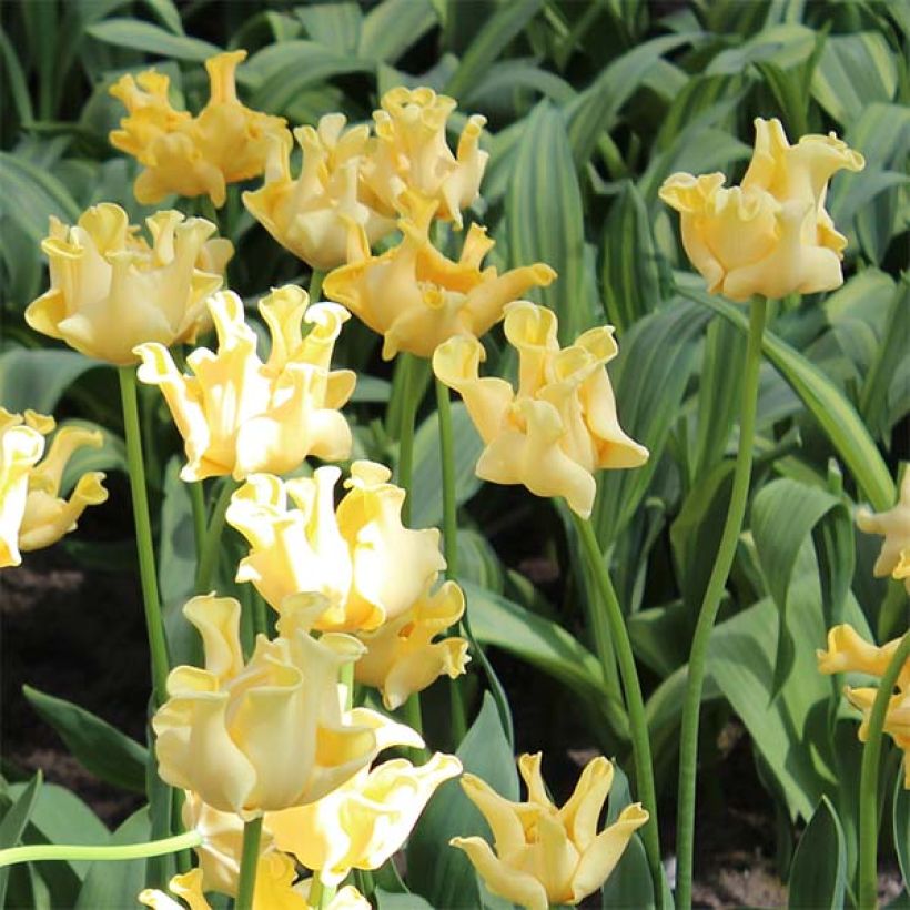 Triumph-Tulpe Yellow Crown (Blüte)