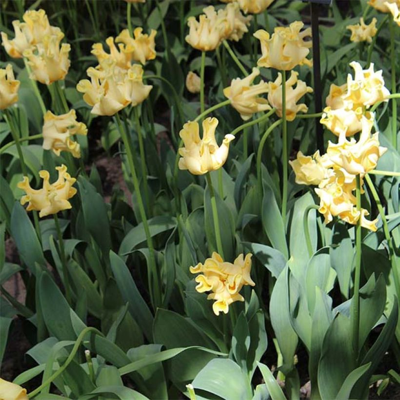 Triumph-Tulpe Yellow Crown (Hafen)