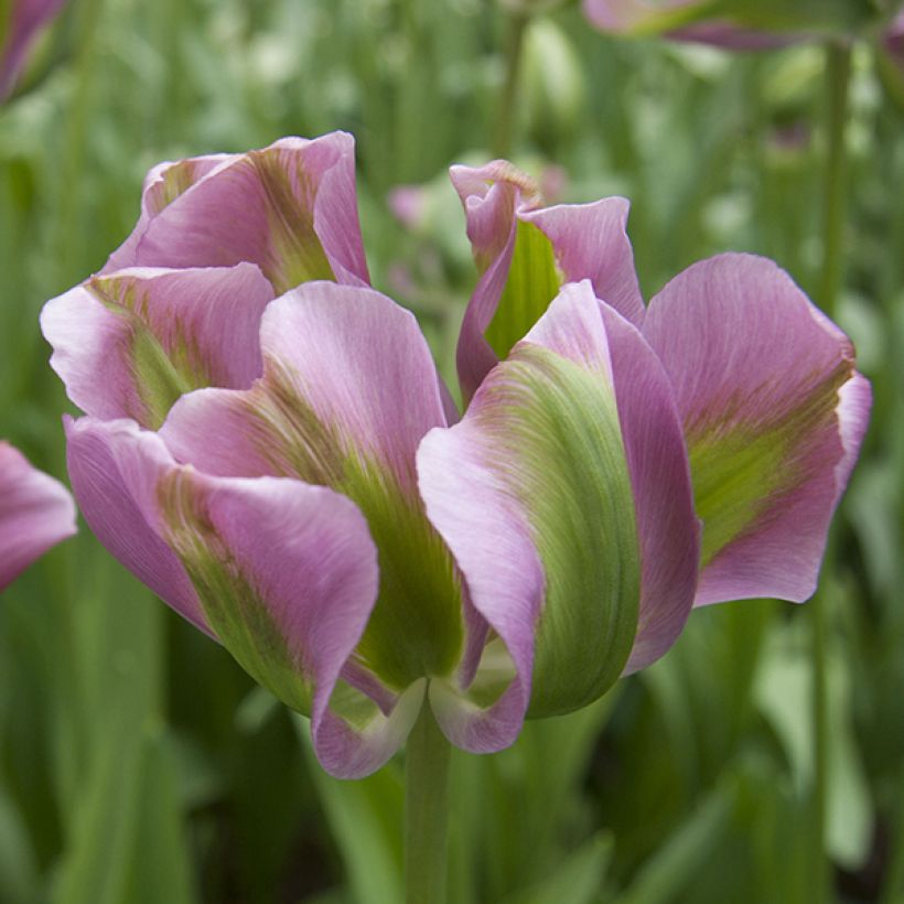 Viridiflora-Tulpe Nightrider (Blüte)