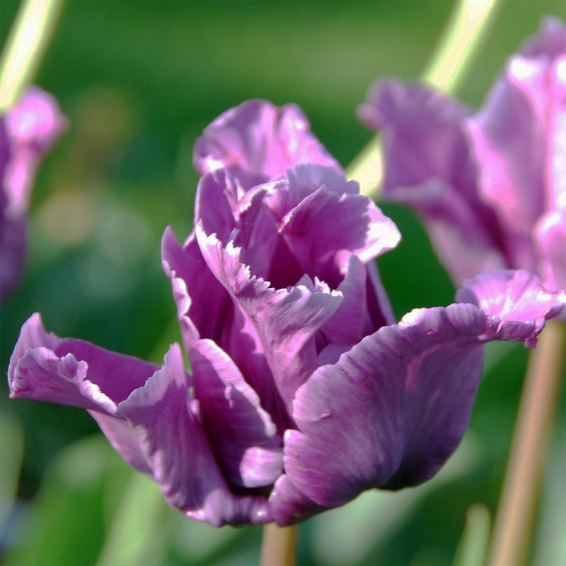 Papageien-Tulpe Mix (Blüte)