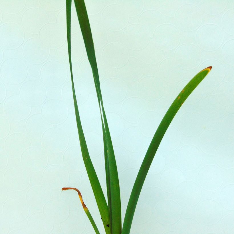 Typha latifolia - Breitblättriger Rohrkolben (Laub)