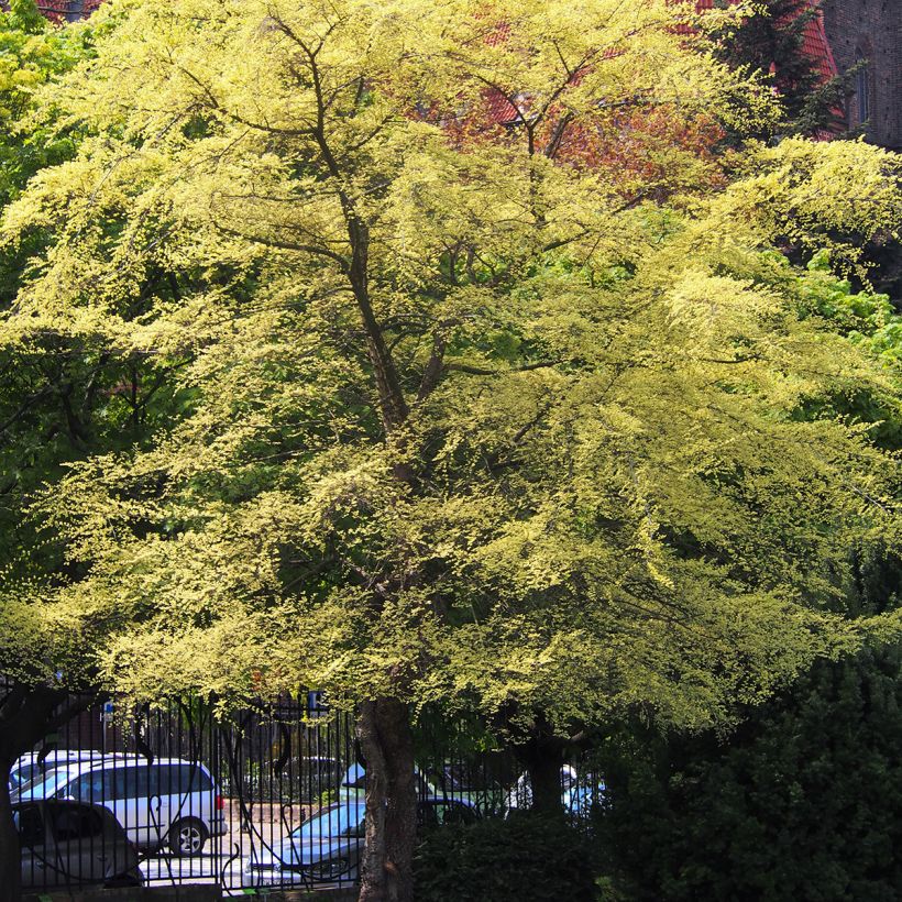 Chinesische Ulme Geisha - Ulmus parvifolia (Hafen)