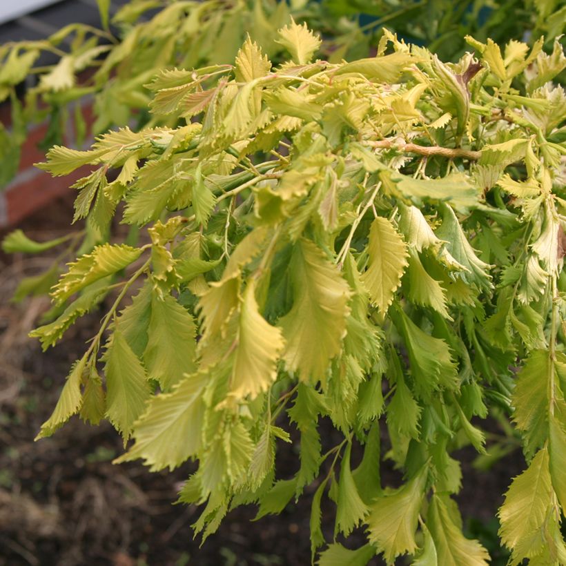 Feld-Ulme Viminalis Aurea - Ulmus minor (Laub)