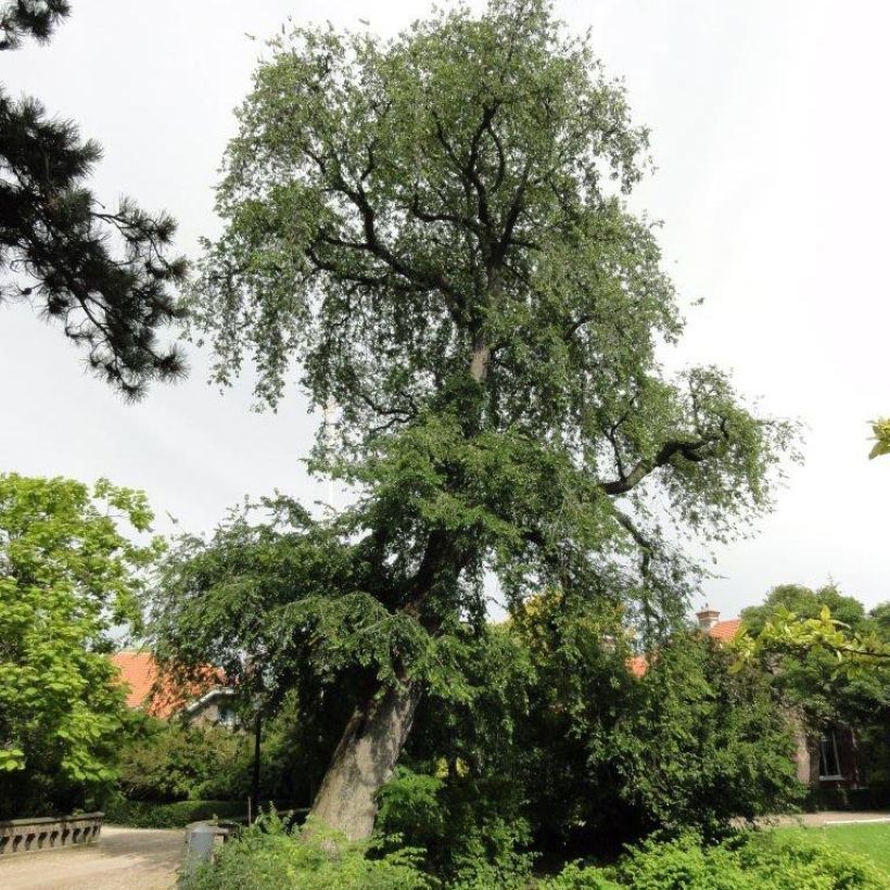 Feldulme Pendula - Ulmus carpinifolia (Hafen)