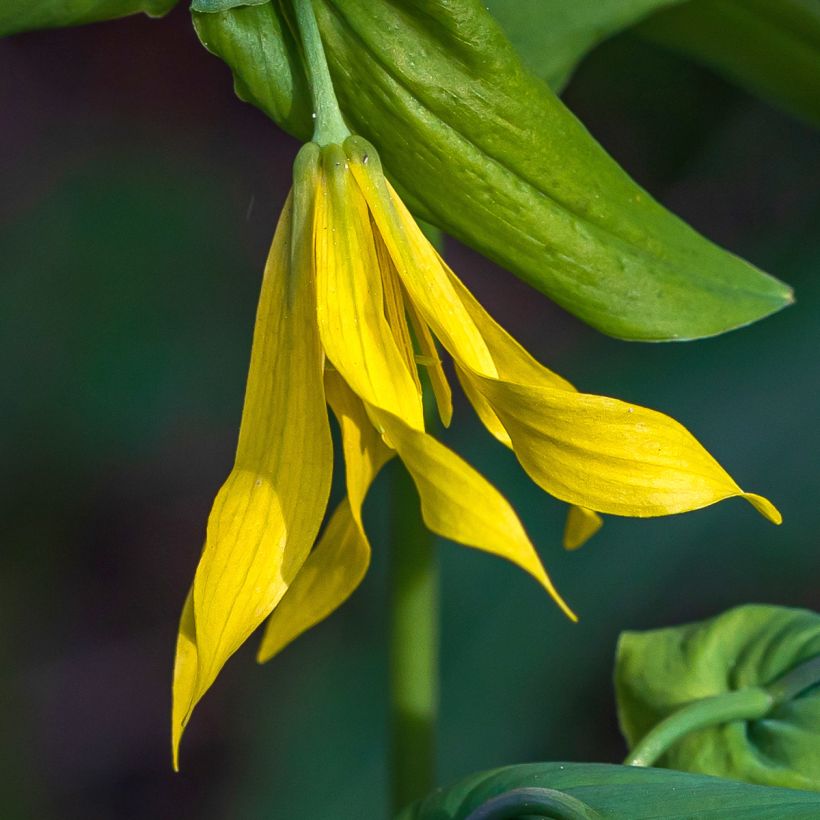 Uvularia grandiflora - Goldsiegel (Blüte)