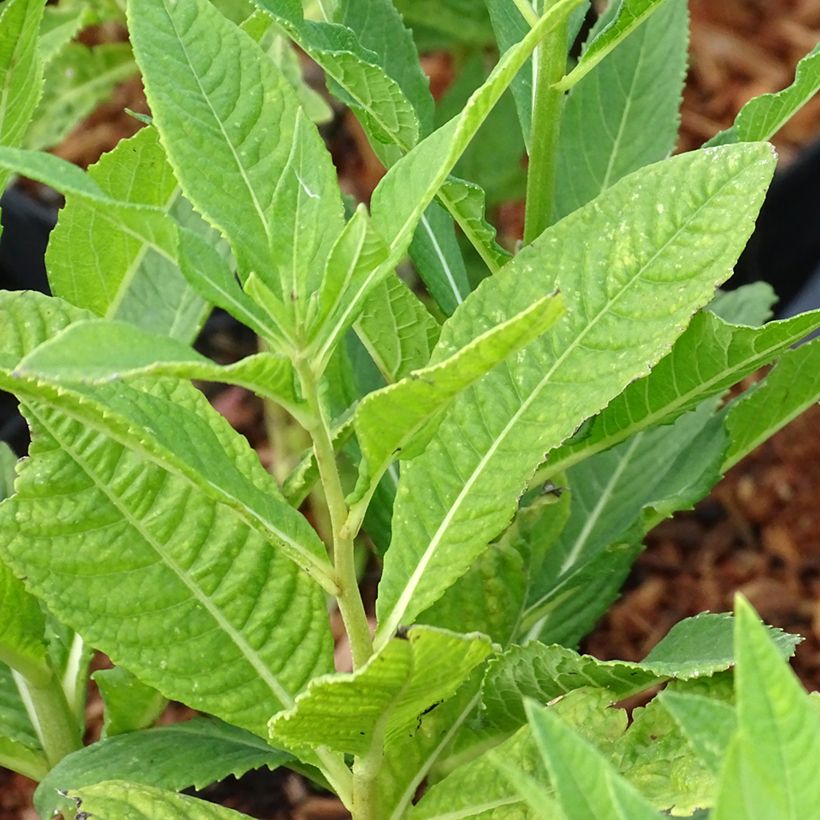 Vernonia noveboracensis White Lightning - Scheinaster (Laub)