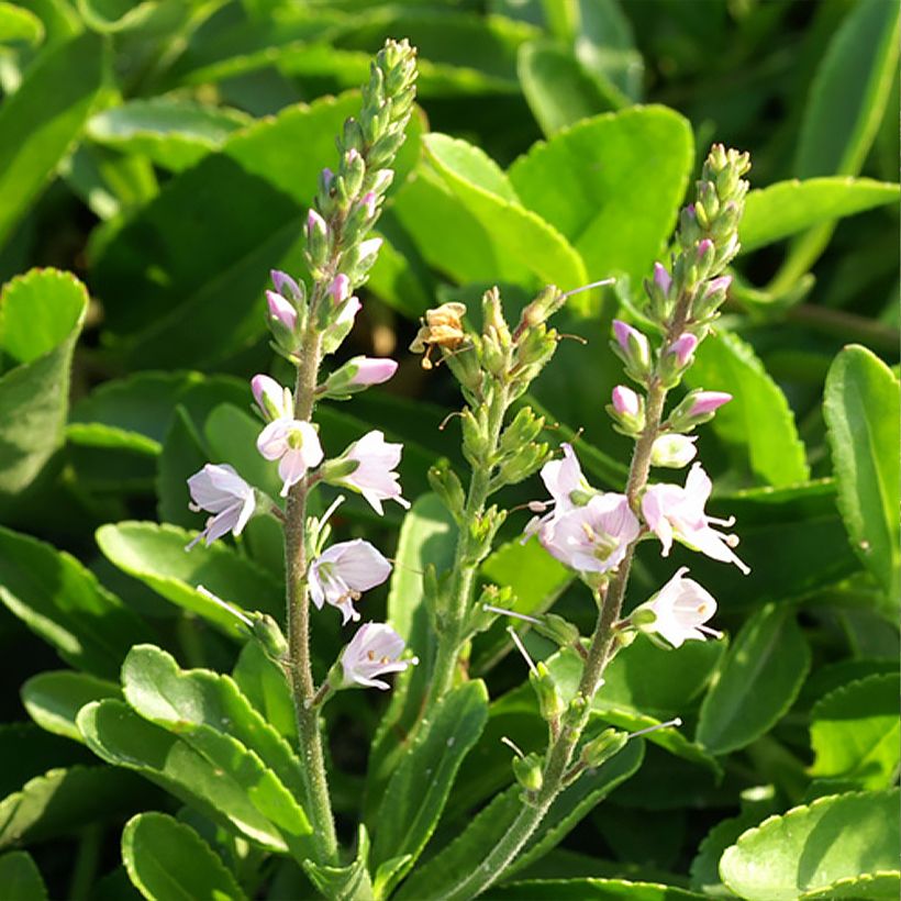 Veronica Kentish Pink - Ehrenpreis (Blüte)