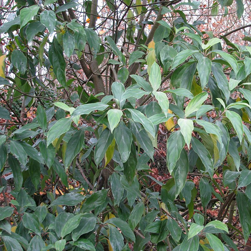 Schneeball cylindricum - Viburnum (Laub)