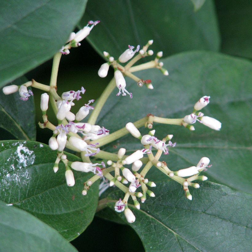 Schneeball cylindricum - Viburnum (Blüte)