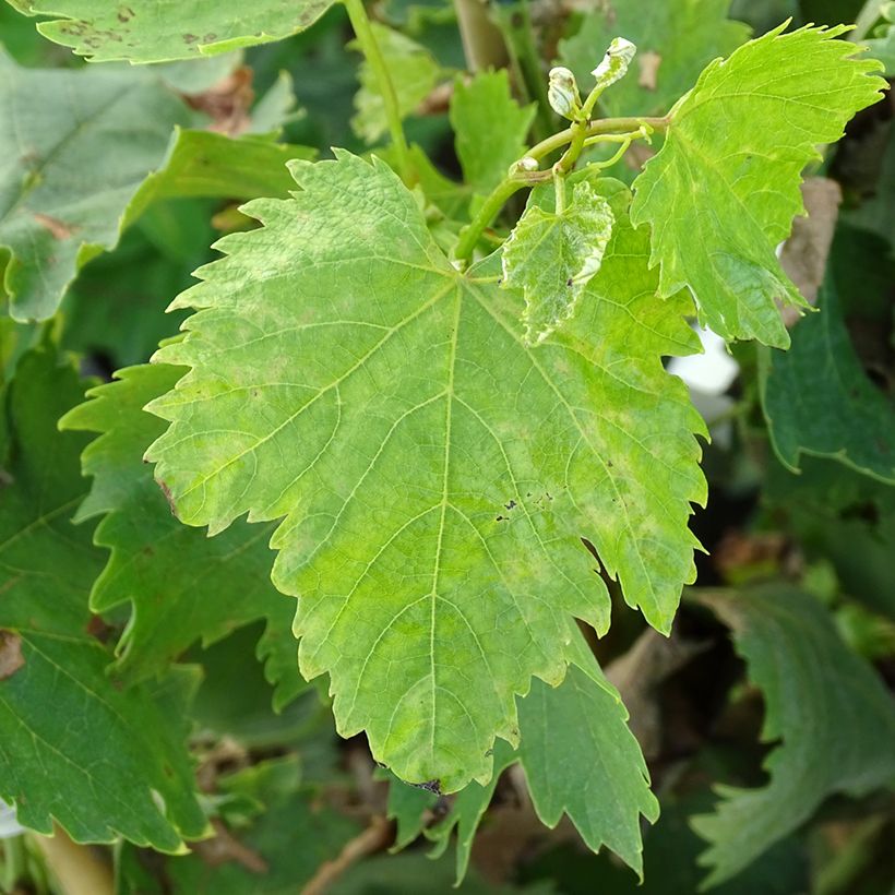 Weinrebe Alphonse Lavallée ZPd4 (Laub)