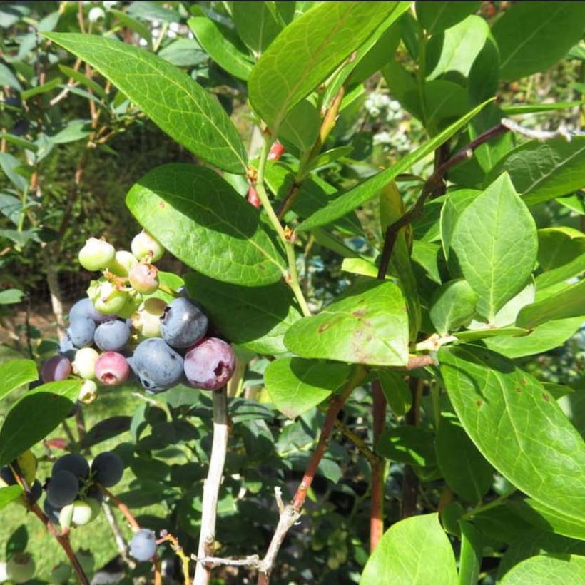 Amerikanische Blaubeere Hortblue Petite - Vaccinium corymbosum (Laub)