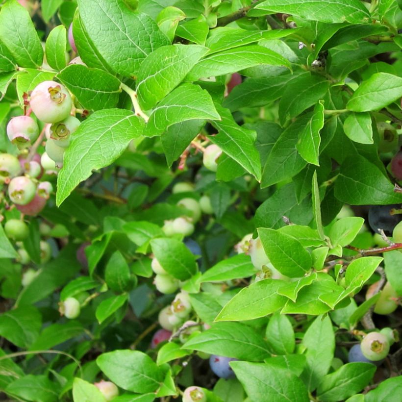 Amerikanische Blaubeere Northcountry - Vaccinium corymbosum (Laub)