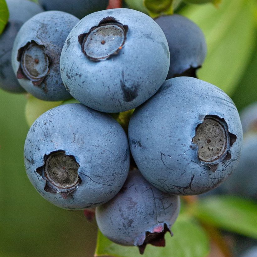 Amerikanische Blaubeere Northcountry - Vaccinium corymbosum (Ernte)