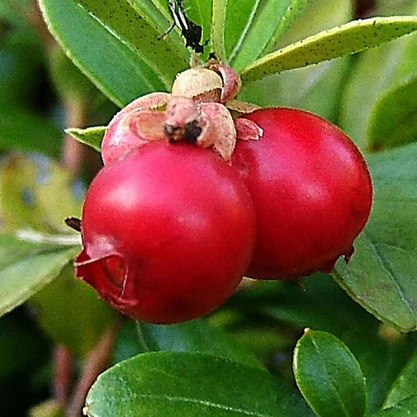 Vaccinium macrocarpon - Cranberry (Ernte)