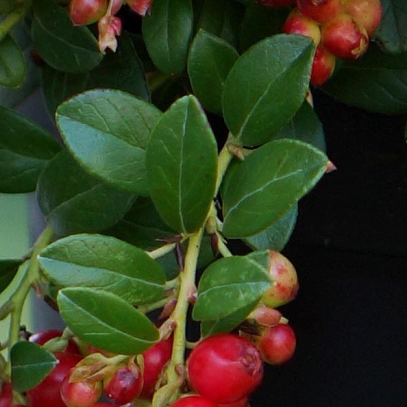 Preiselbeere FIREBALLS 'Lirome' - Vaccinium vitis-idaea (Laub)