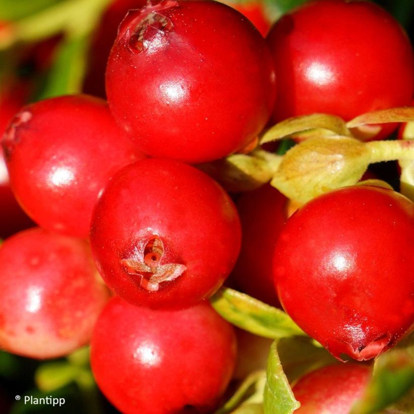 Preiselbeere FIREBALLS 'Lirome' - Vaccinium vitis-idaea (Ernte)