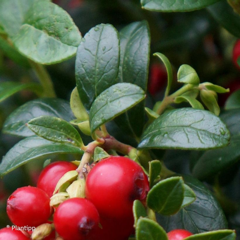 Preiselbeere Miss Cherry 'Meliro' - Vaccinium vitis-idaea (Laub)