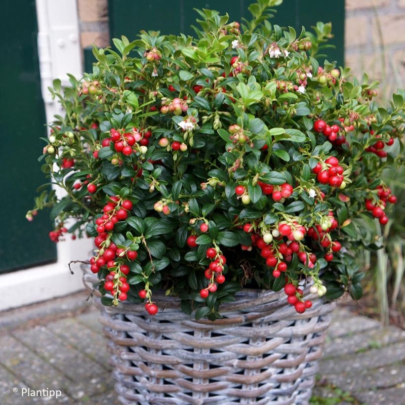 Preiselbeere Miss Cherry 'Meliro' - Vaccinium vitis-idaea (Hafen)