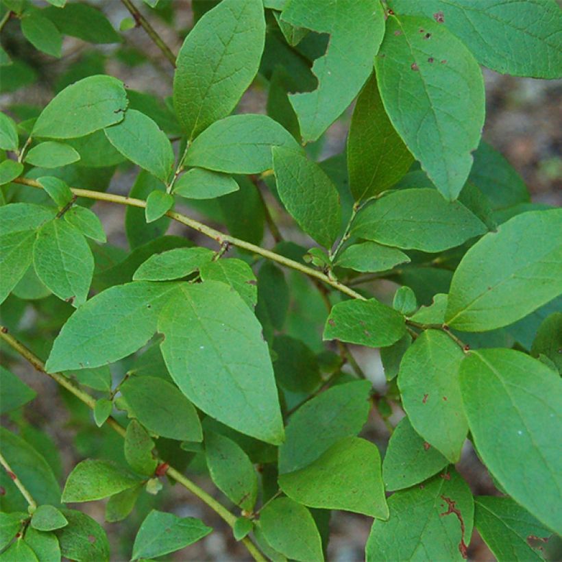 Amerikanische Blaubeere Patriot - Vaccinium corymbosum x myrtillus (Laub)