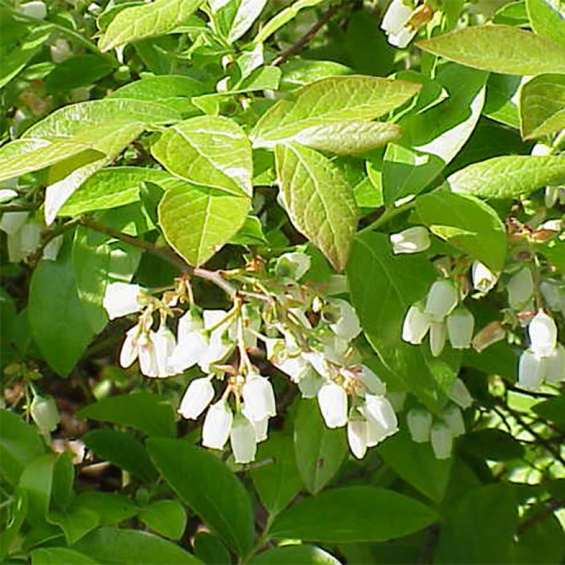 Amerikanische Blaubeere Patriot - Vaccinium corymbosum x myrtillus (Blüte)