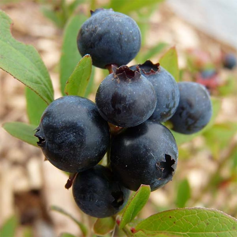 Amerikanische Blaubeere Emil - Vaccinium corymbosum (Ernte)