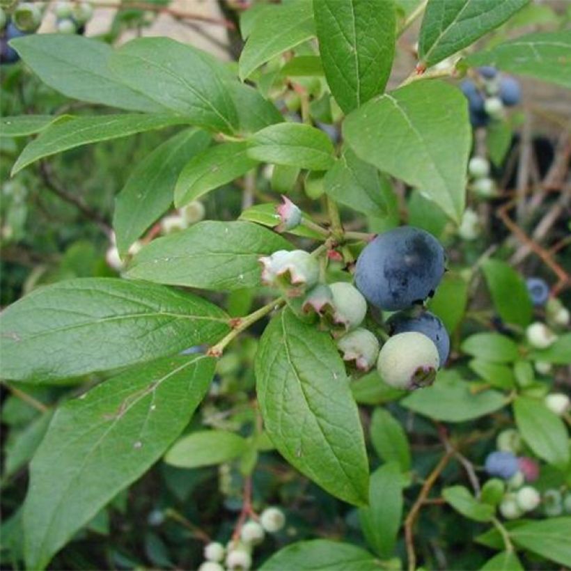 Amerikanische Blaubeere Blue Crop - Vaccinium corymbosum x myrtillus (Laub)