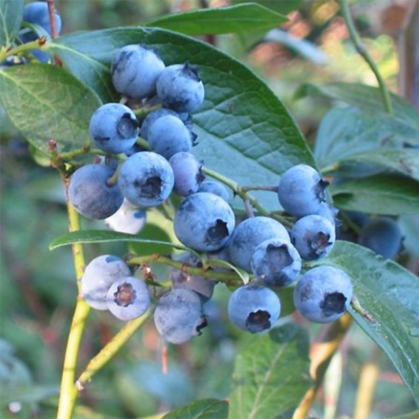 Amerikanische Blaubeere Blue Crop - Vaccinium corymbosum x myrtillus (Ernte)