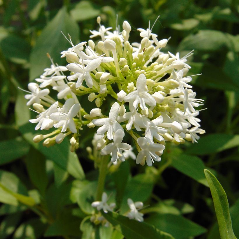 Weißblühende Spornblume Albus - Centranthus ruber (Blüte)