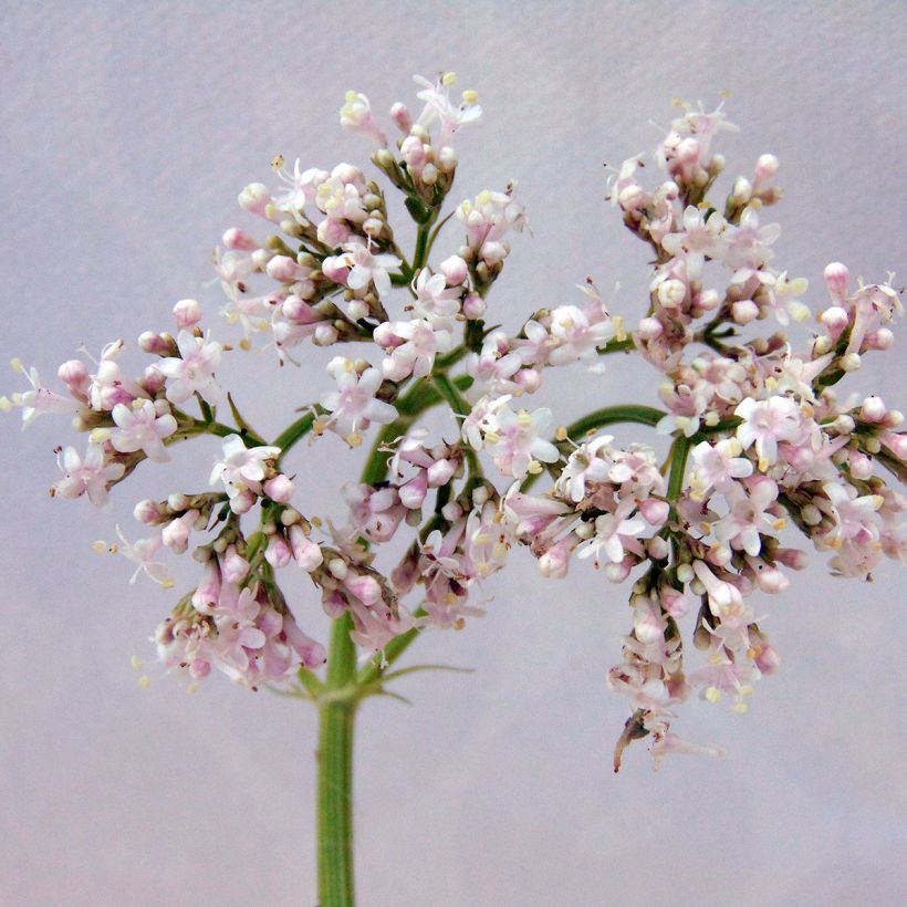 Echter Baldrian - Valeriana officinalis (Blüte)