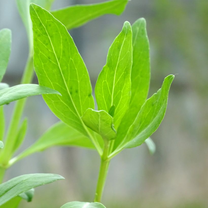 Rote Spornblume Coccineus - Centranthus ruber (Laub)