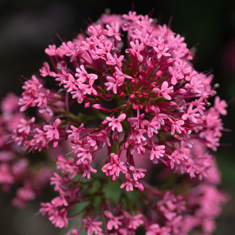 Rote Spornblume Coccineus - Centranthus ruber (Blüte)