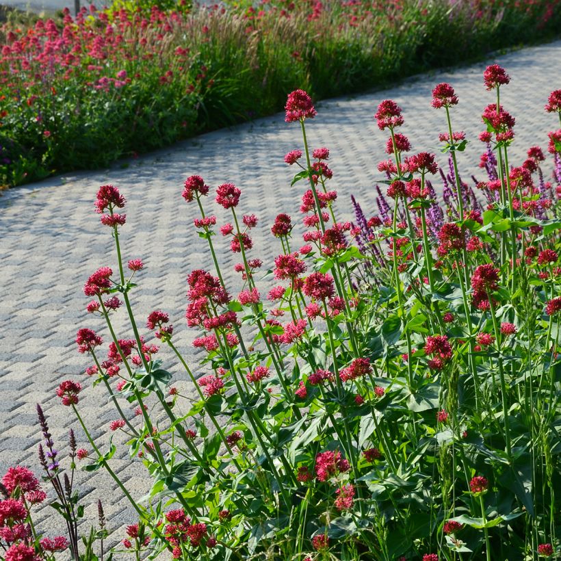 Rote Spornblume Coccineus - Centranthus ruber (Hafen)