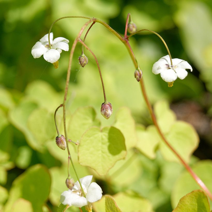 Vancouveria hexandra - Rüsselsternchen (Blüte)