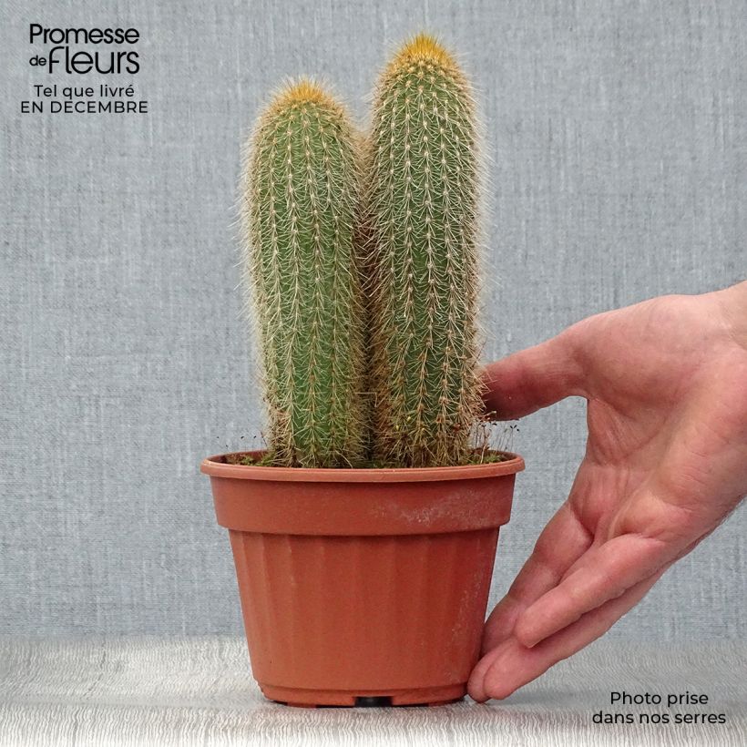 Exemplar von Vatricania guentheri - Cactus cierge Pot de 13 cm wie im Winter geliefert