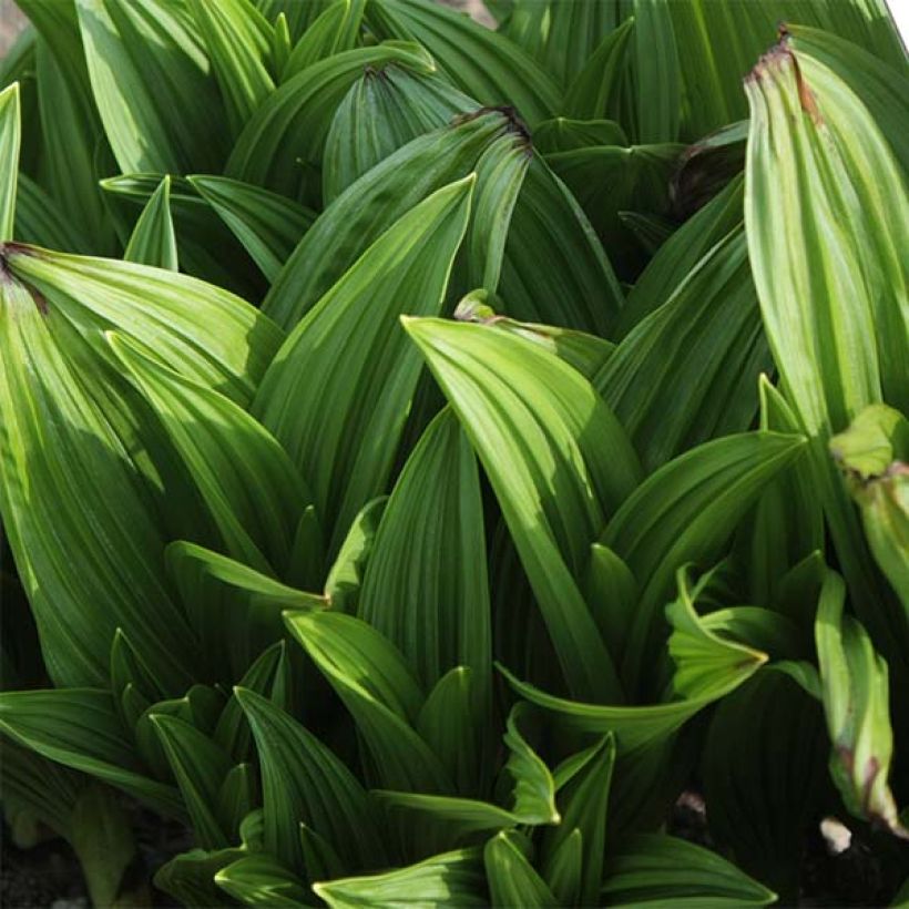 Veratrum nigrum - Schwarzer Germer (Laub)