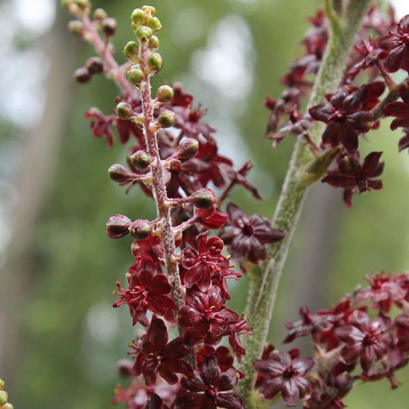 Veratrum nigrum - Schwarzer Germer (Blüte)