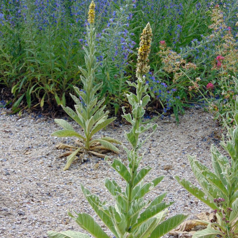 Verbascum thapsus - Kleinblütige Königskerze (Hafen)