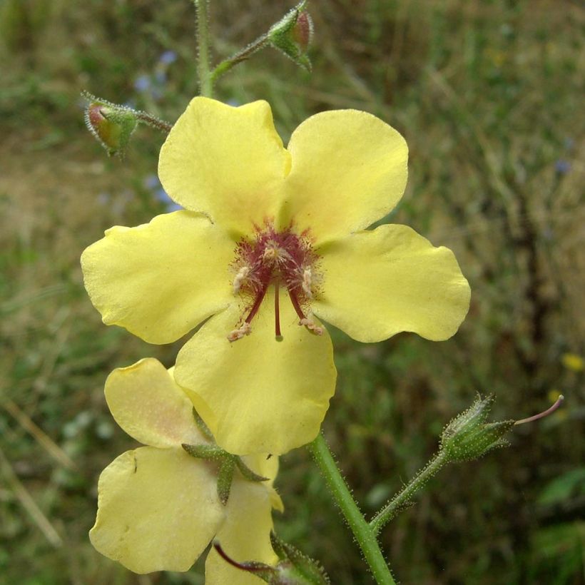 Verbascum Gainsborough - Königskerze (Blüte)