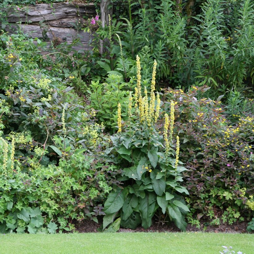 Verbascum Cotswold Queen - Königskerze (Hafen)