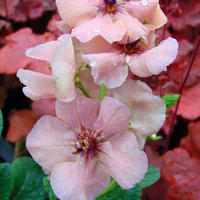 Verbascum Jackie - Königskerze (Blüte)