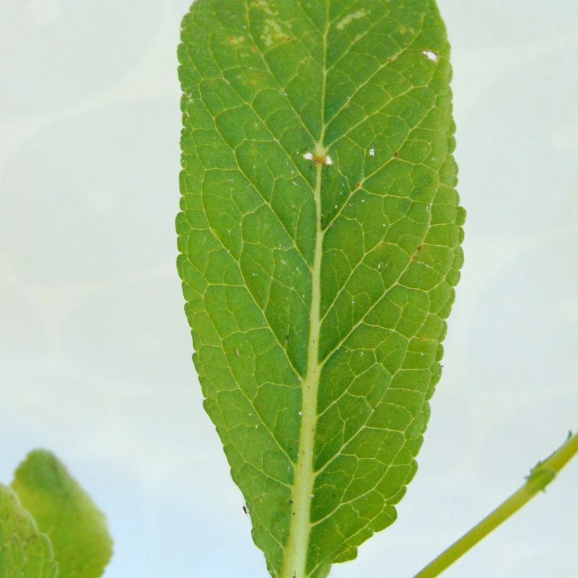 Verbascum Rosie - Königskerze (Laub)