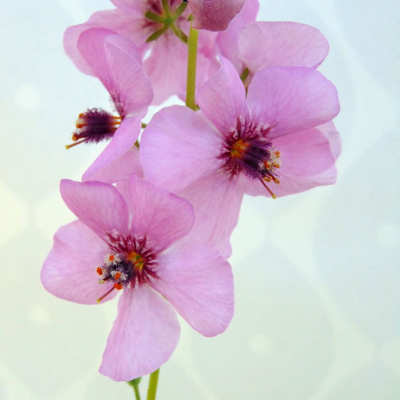 Verbascum Rosie - Königskerze (Blüte)