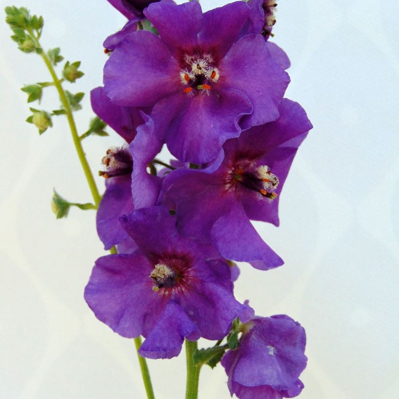 Verbascum Sugar Plum - Königskerze (Blüte)