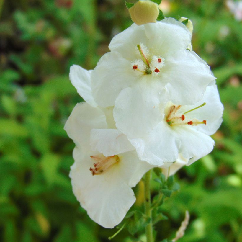 Verbascum chaixii White Domino - Österreichische Königskerze (Blüte)