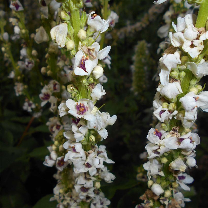 Verbascum chaixii Album - Österreichische Königskerze (Blüte)