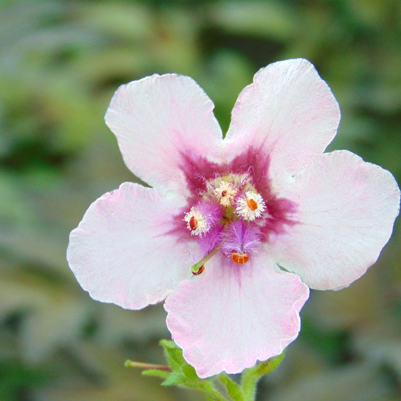 Verbascum Pink Domino - Königskerze (Blüte)