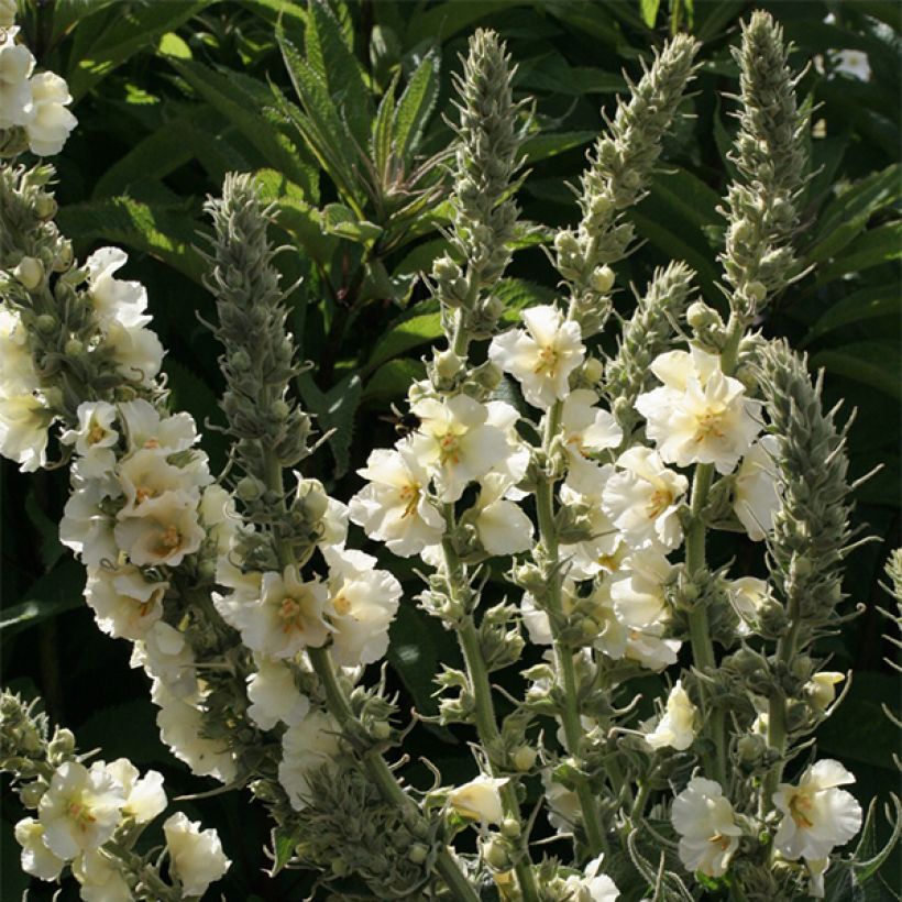 Verbascum phlomoides Spica - Filzige Königskerze (Blüte)