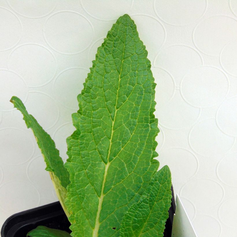 Verbascum phoeniceum Flush of White - Königskerze (Laub)